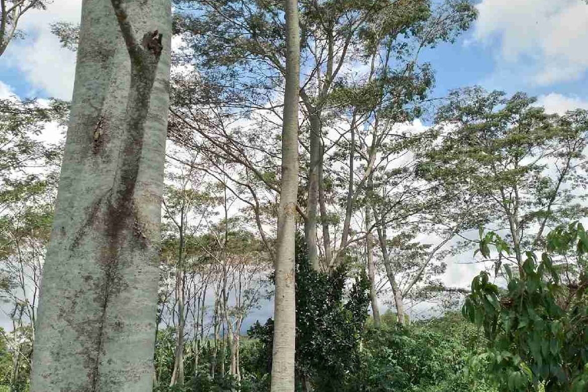 Land for Sale in Dalwangan, Malaybalay, Bukidnon – photo 2