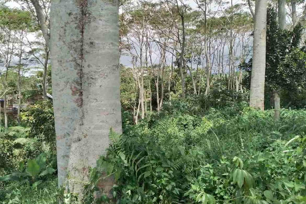Land for Sale in Dalwangan, Malaybalay, Bukidnon – photo 6