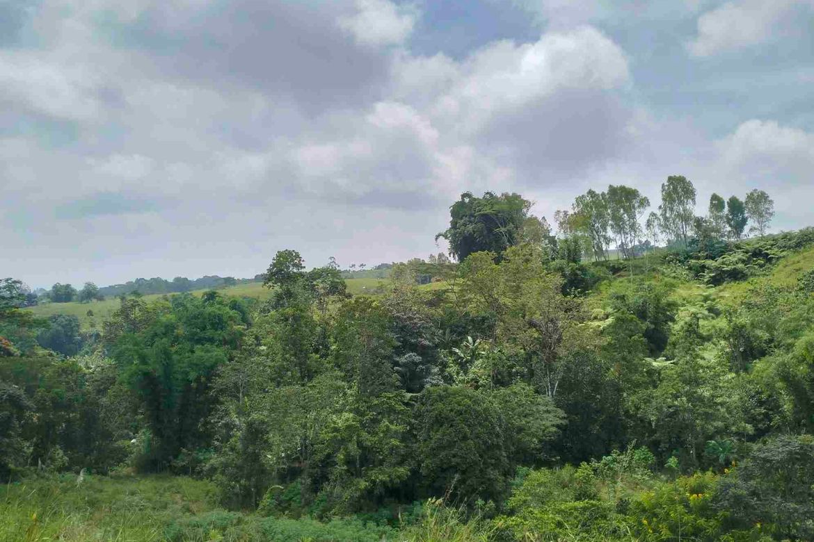 Land for Sale in Dalwangan, Malaybalay, Bukidnon – photo 5
