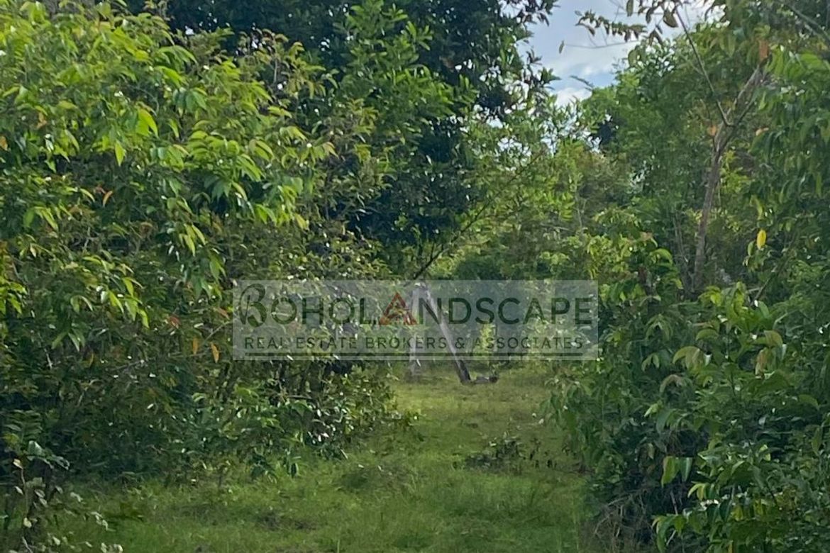 Land for Sale in Danao, Panglao, Bohol – photo 3