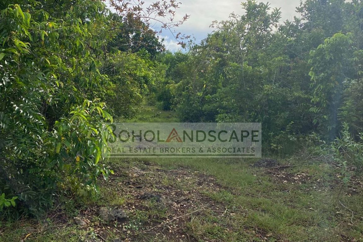 Land for Sale in Danao, Panglao, Bohol – photo 4