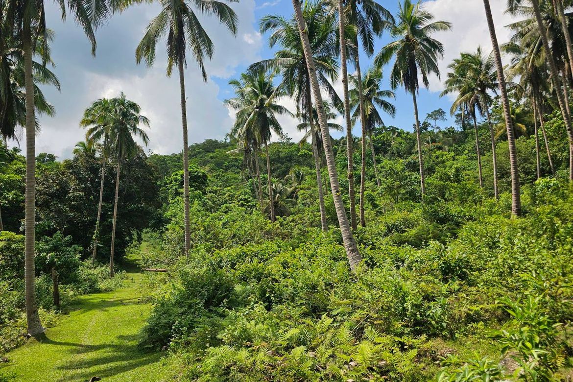 Land for Sale in Del Carmen Sur, Balilihan, Bohol – photo 2