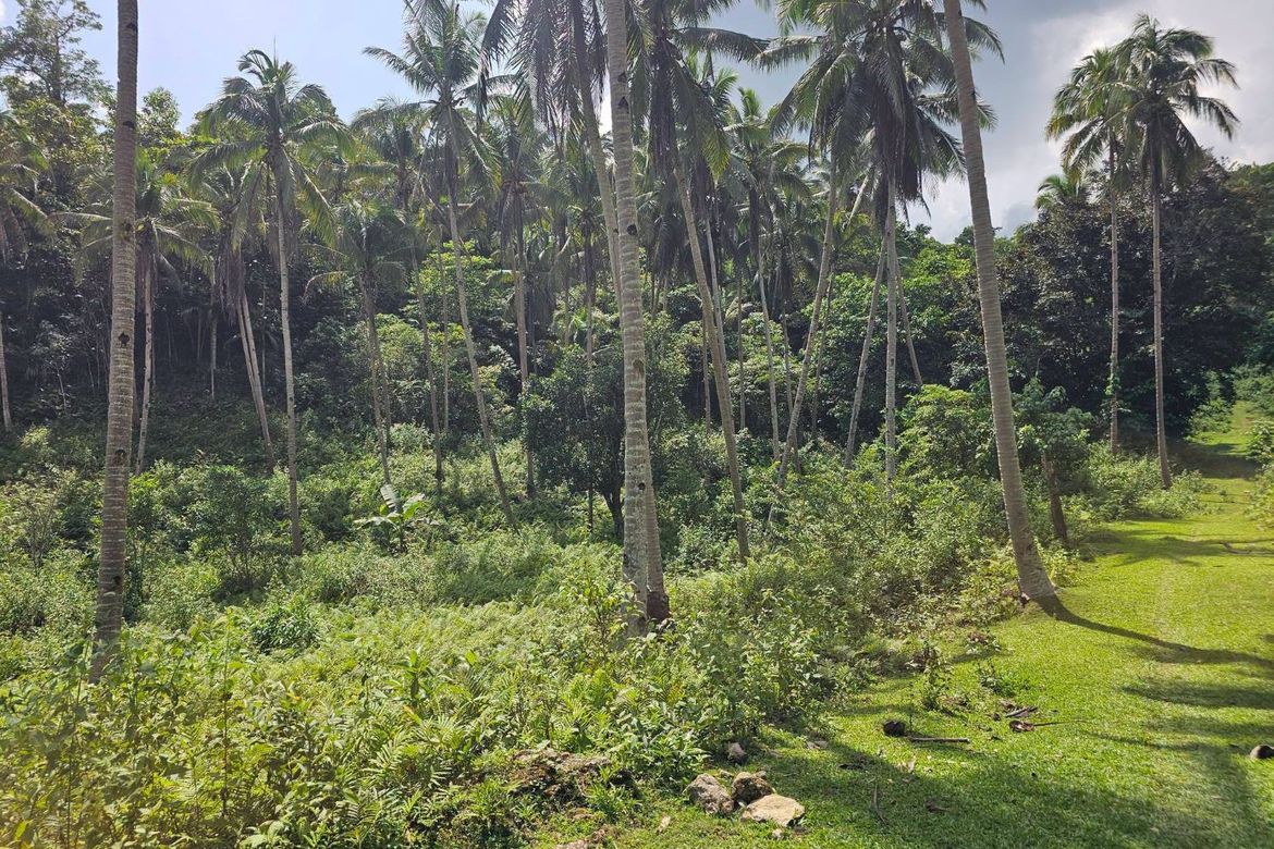 Land for Sale in Del Carmen Sur, Balilihan, Bohol – photo 4