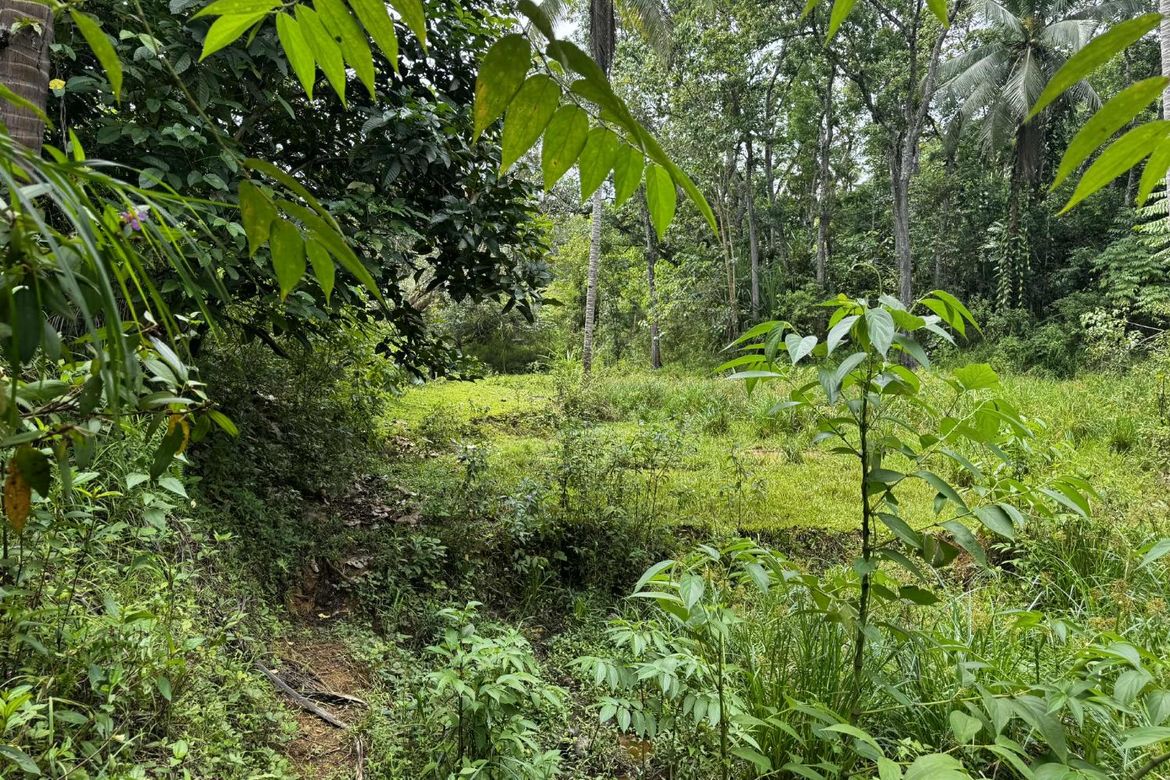 Land for Sale in Diwan, Dipolog, Zamboanga del Norte – photo 4