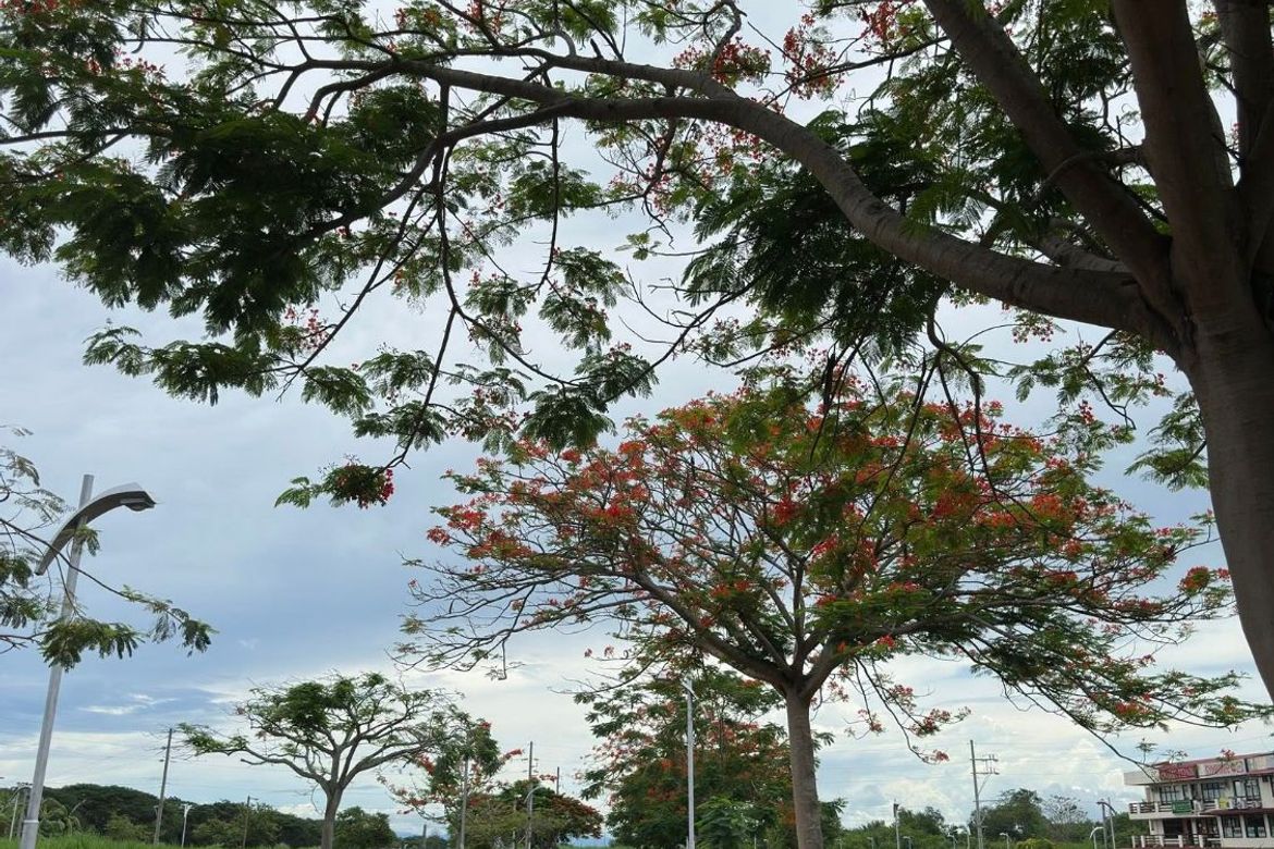 Land for Sale in Don Jose, Santa Rosa, Laguna – photo 5