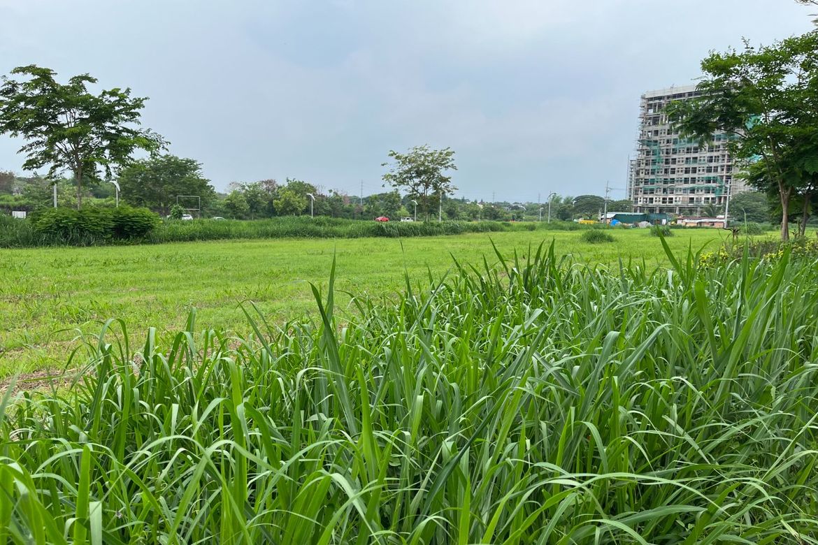 Land for Sale in Don Jose, Santa Rosa, Laguna – photo 5