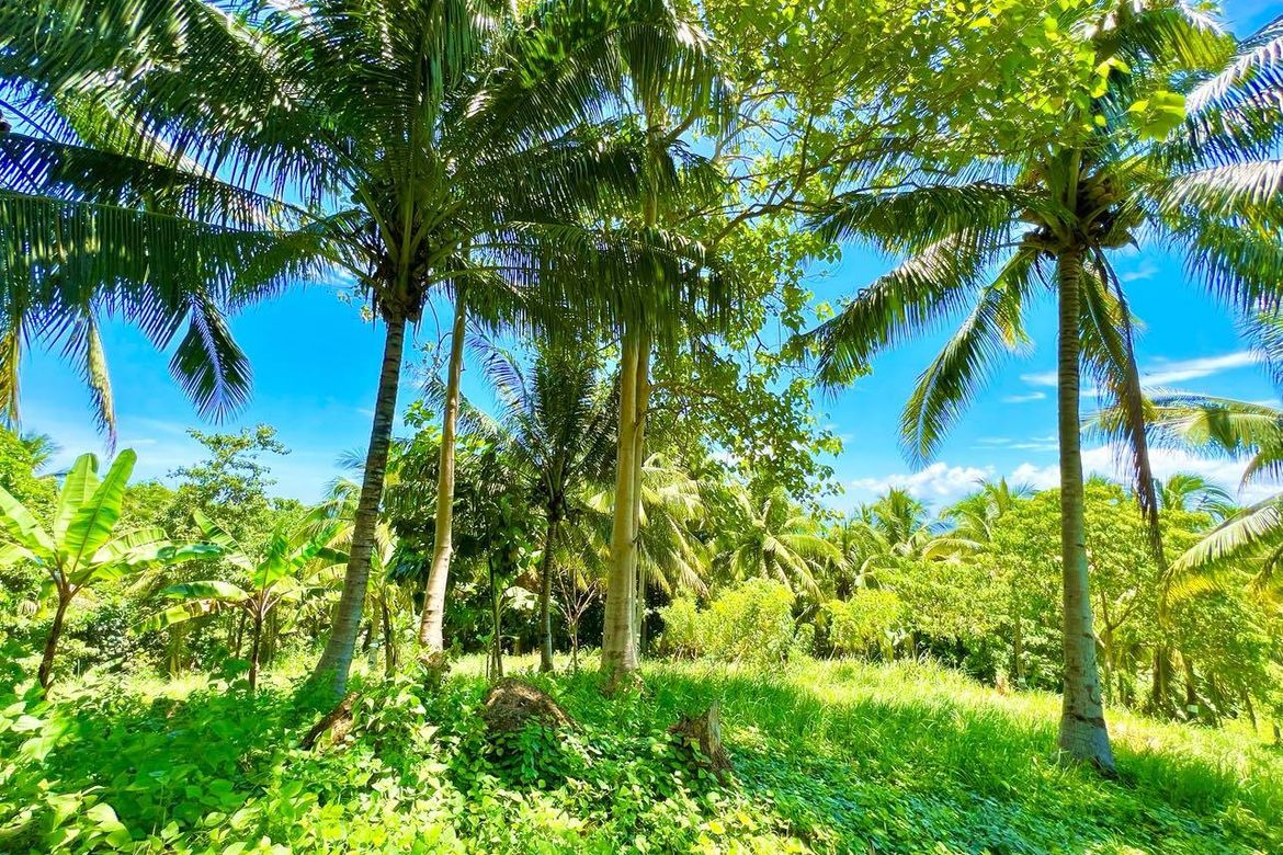 Land for Sale in Duka, Medina, Misamis Oriental – photo 3