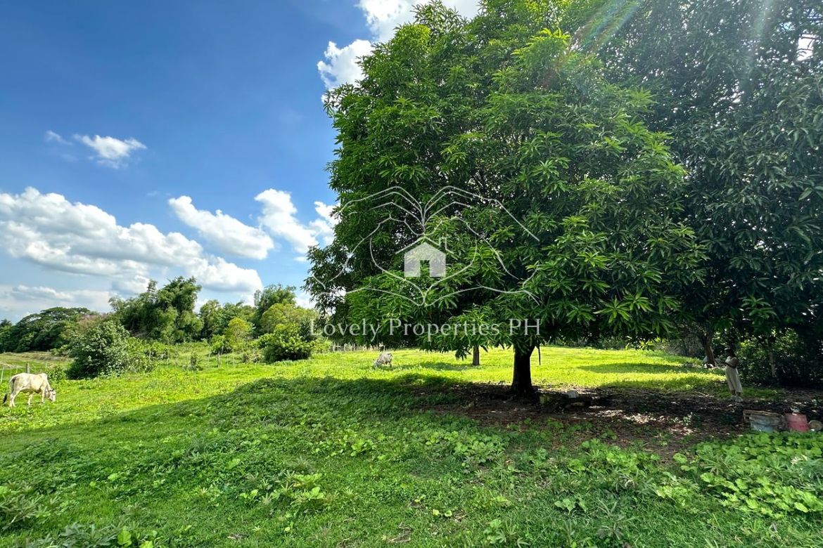 Land for Sale in Dusoc, Bayambang, Pangasinan – photo 3