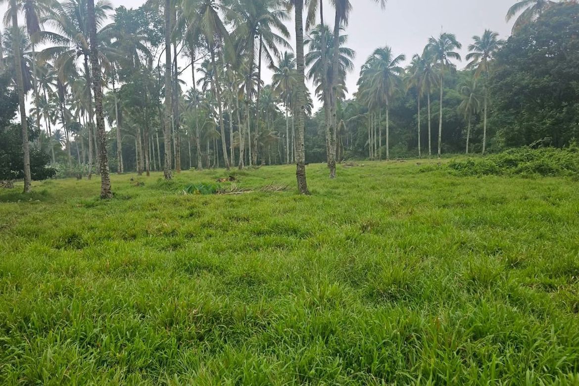 Land for Sale in Eden, Davao City, Davao del Sur