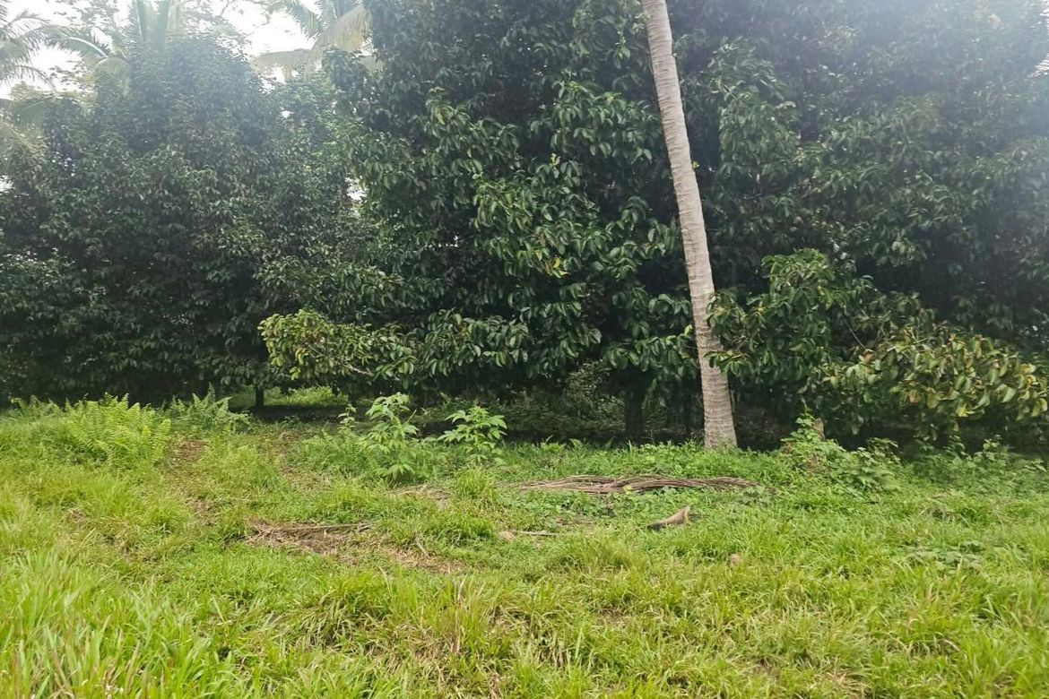 Land for Sale in Eden, Davao City, Davao del Sur – photo 2