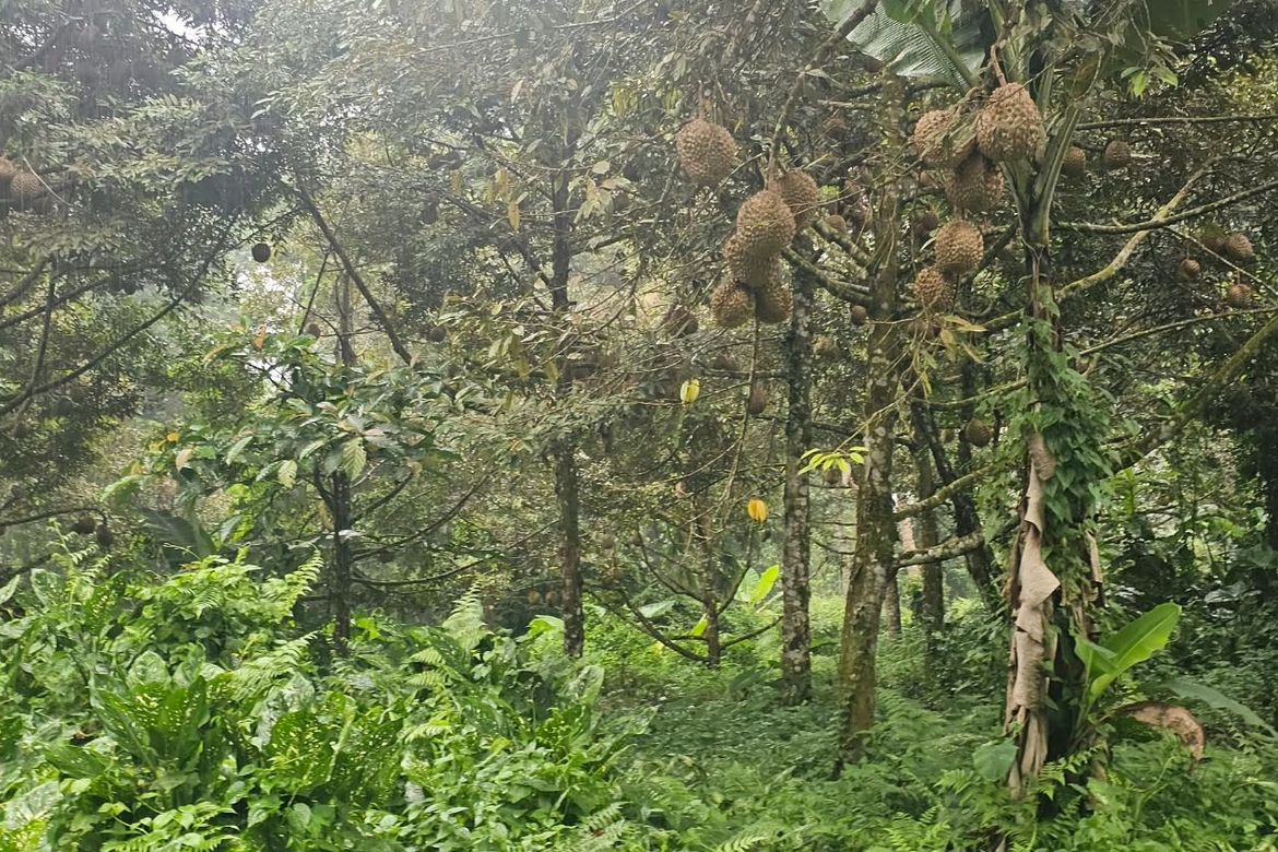 Land for Sale in Eden, Davao City, Davao del Sur – photo 8