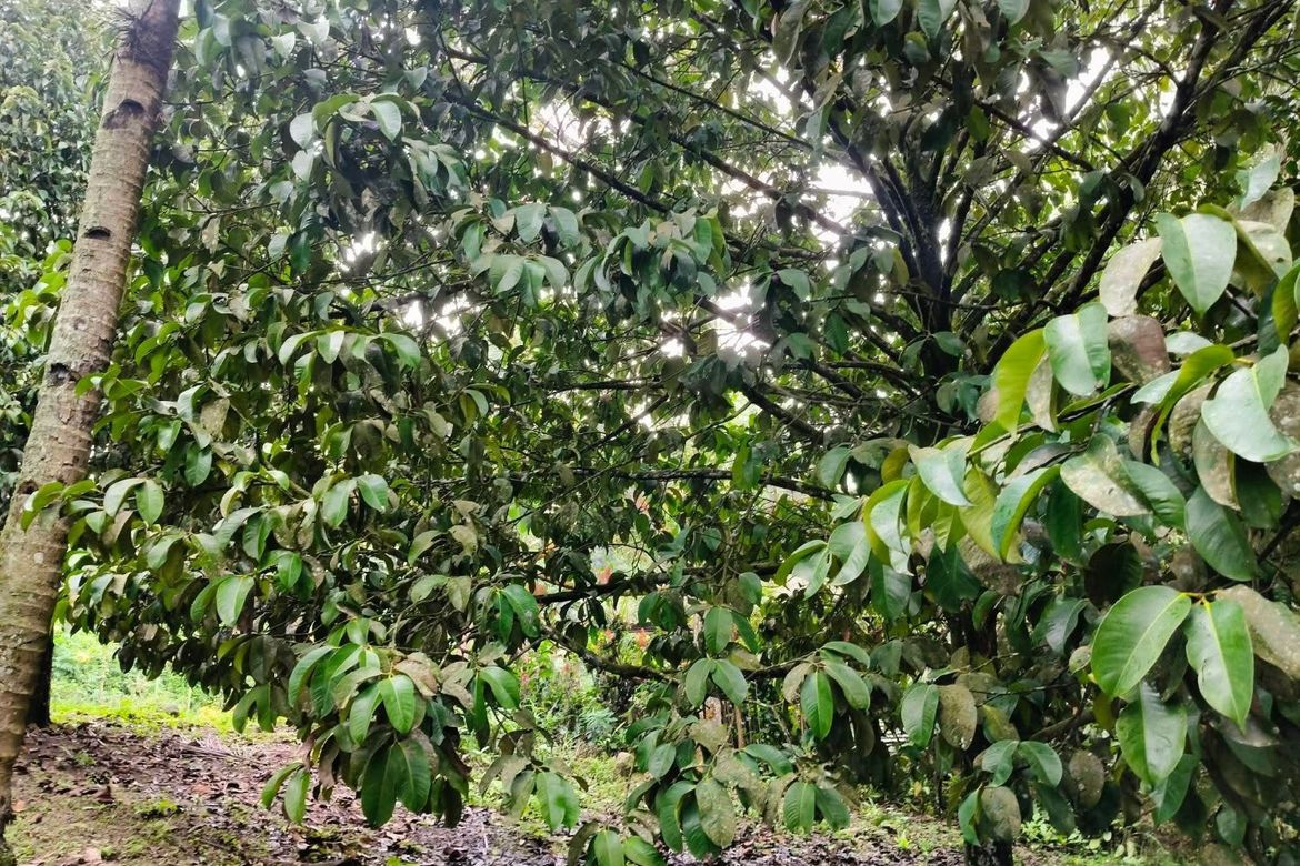 Land for Sale in Eden, Davao City, Davao del Sur – photo 4