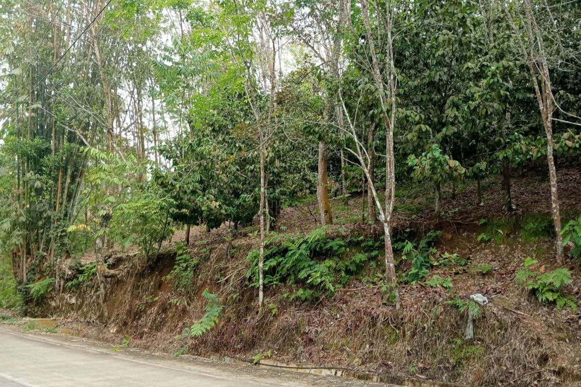 Land for Sale in Eden, Davao City, Davao del Sur – photo 6