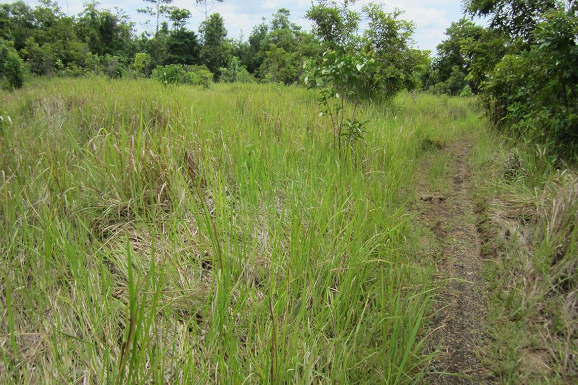 Land for Sale in Estrella Village, Narra, Palawan – photo 2