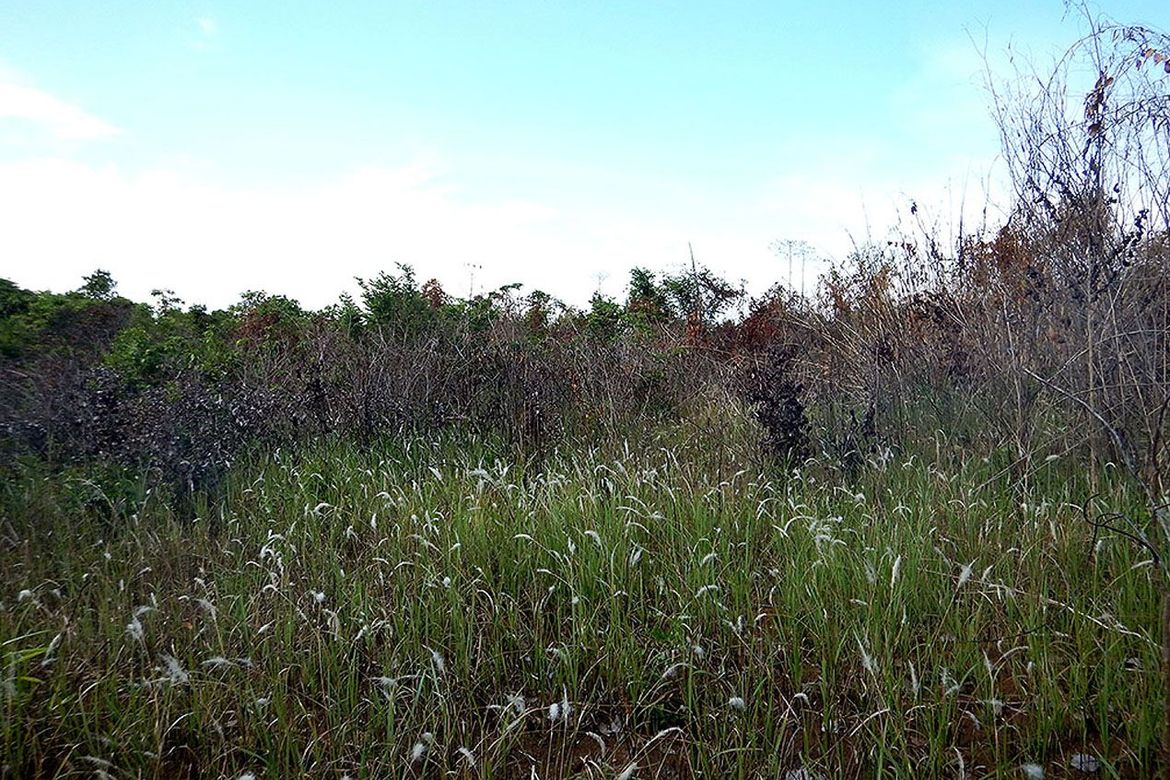 Land for Sale in Estrella Village, Narra, Palawan – photo 3
