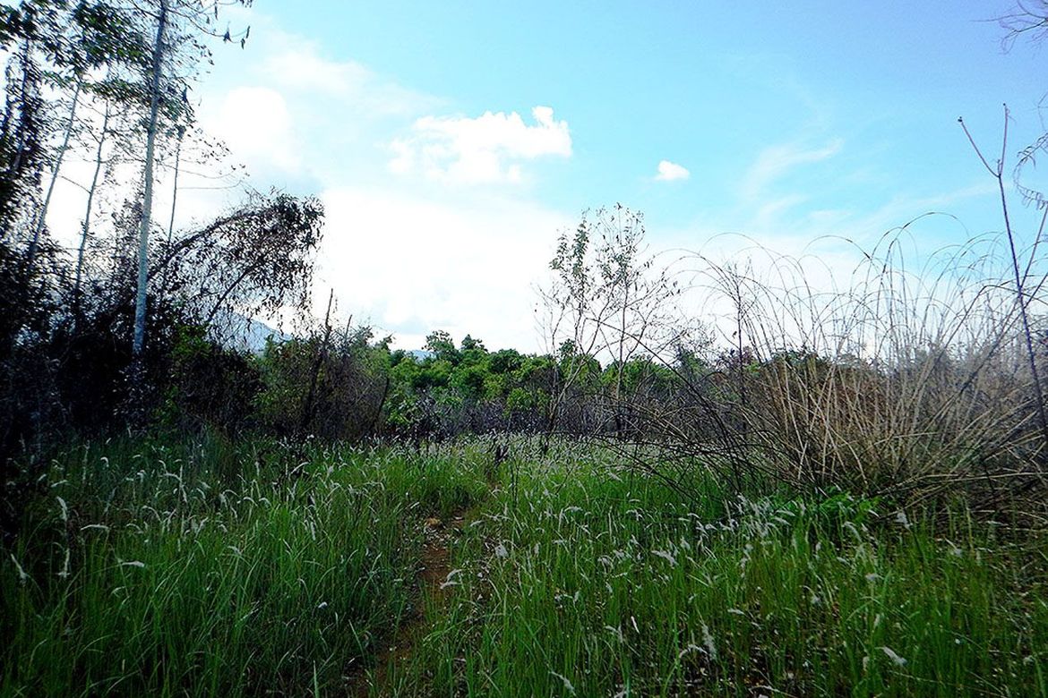 Land for Sale in Estrella Village, Narra, Palawan – photo 4