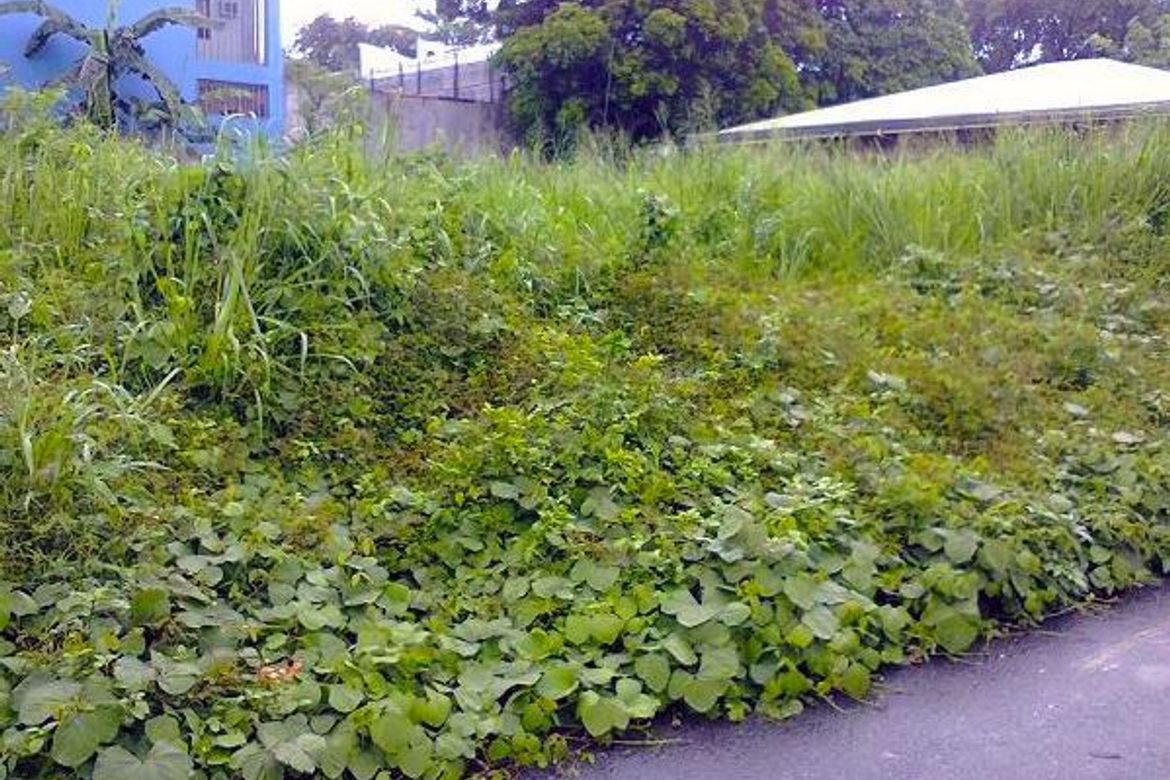 Land for Sale in Fairview, Quezon City, Metro Manila – photo 3