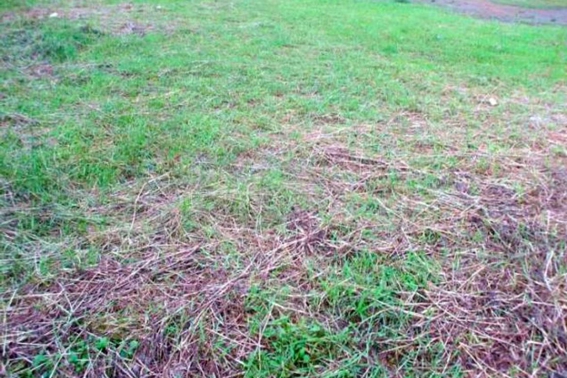 Land for Sale in Forbes Park North, Makati, Metro Manila – photo 8