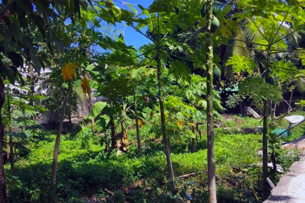 Land for Sale in Forbes Park North, Makati, Metro Manila – photo 4