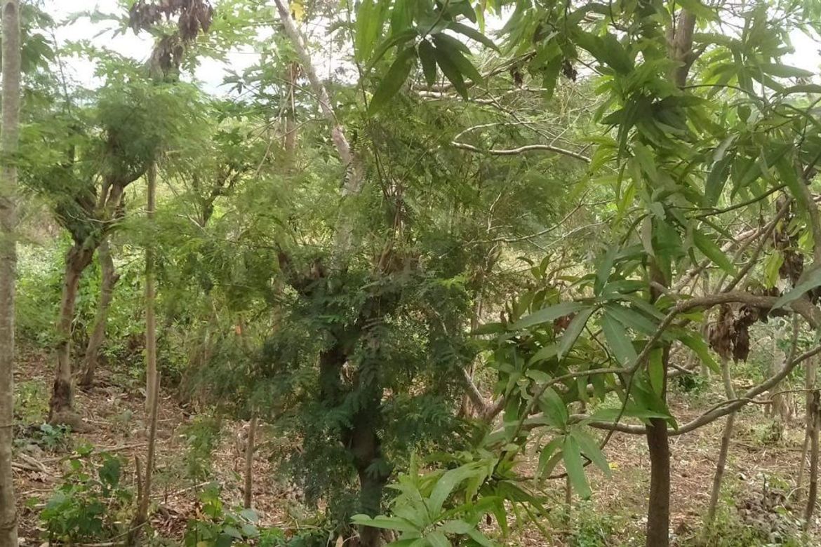 Land for Sale in Gabayan, Lazi, Siquijor – photo 2
