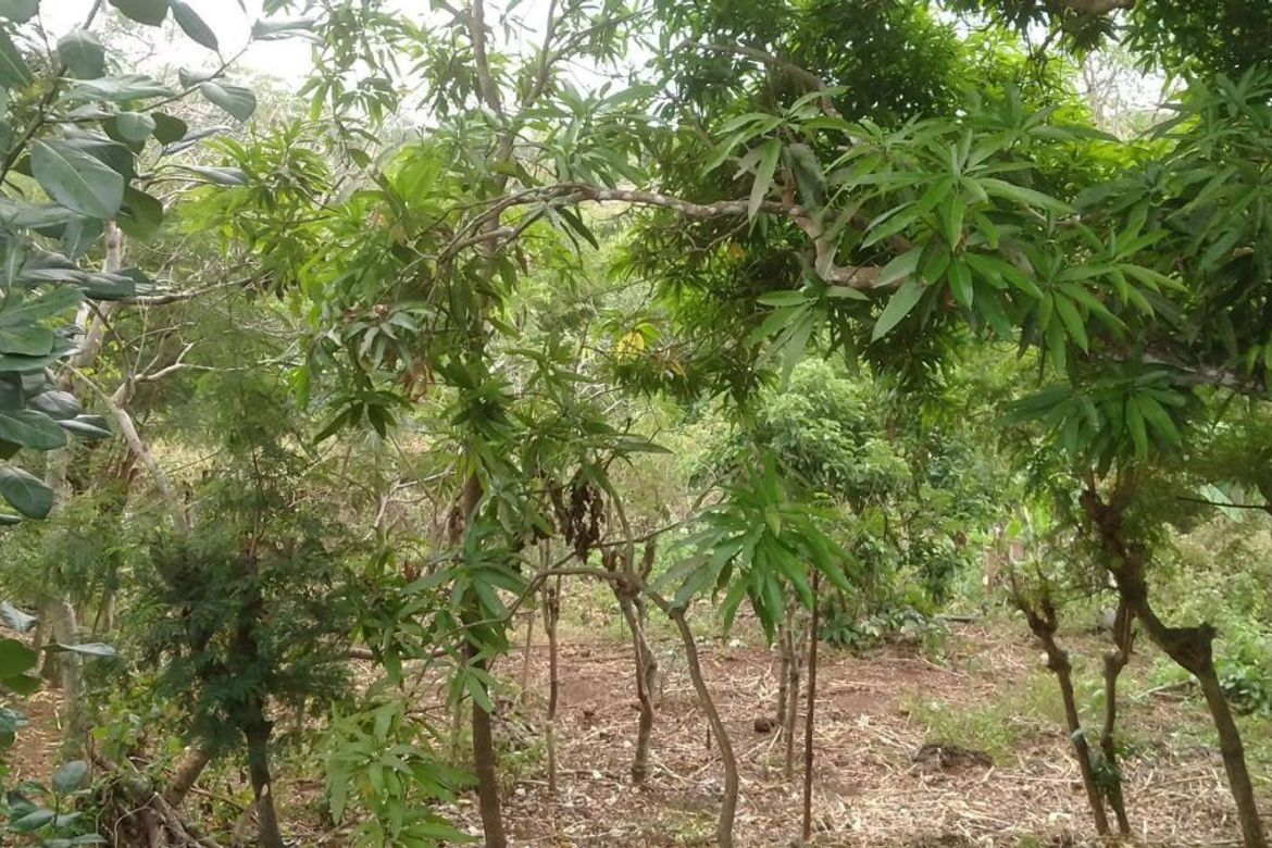 Land for Sale in Gabayan, Lazi, Siquijor – photo 4