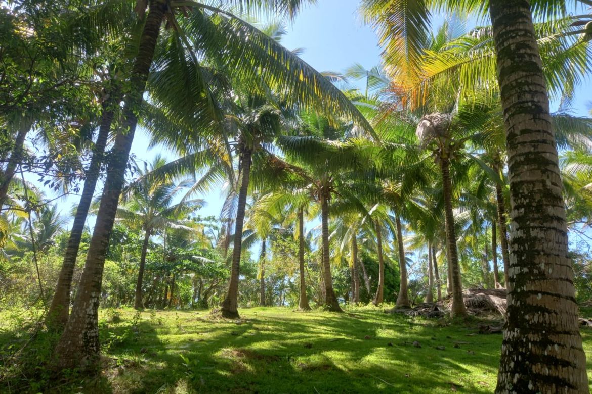Land for Sale in Godofredo Reyes Sr., Ragay, Camarines Sur – photo 2