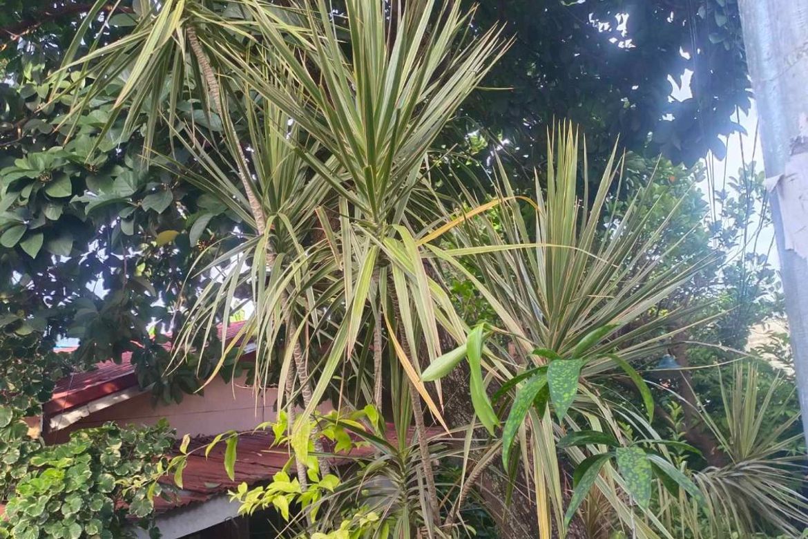 Land for Sale in Guadalupe, Cebu City, Cebu – photo 7