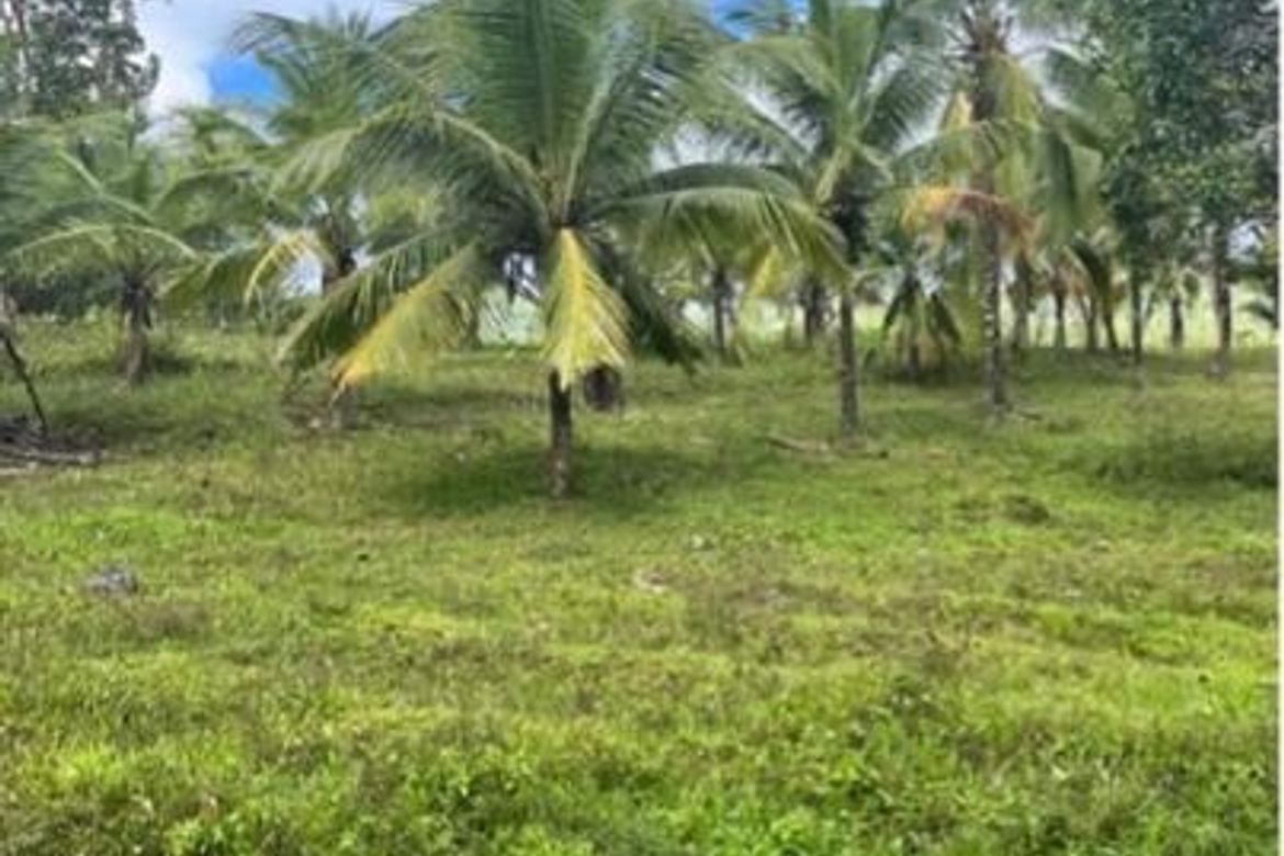 Land for Sale in Guba, Cebu City, Cebu – photo 2