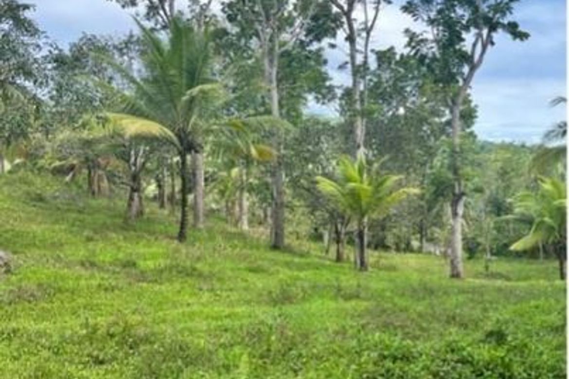 Land for Sale in Guba, Cebu City, Cebu – photo 4