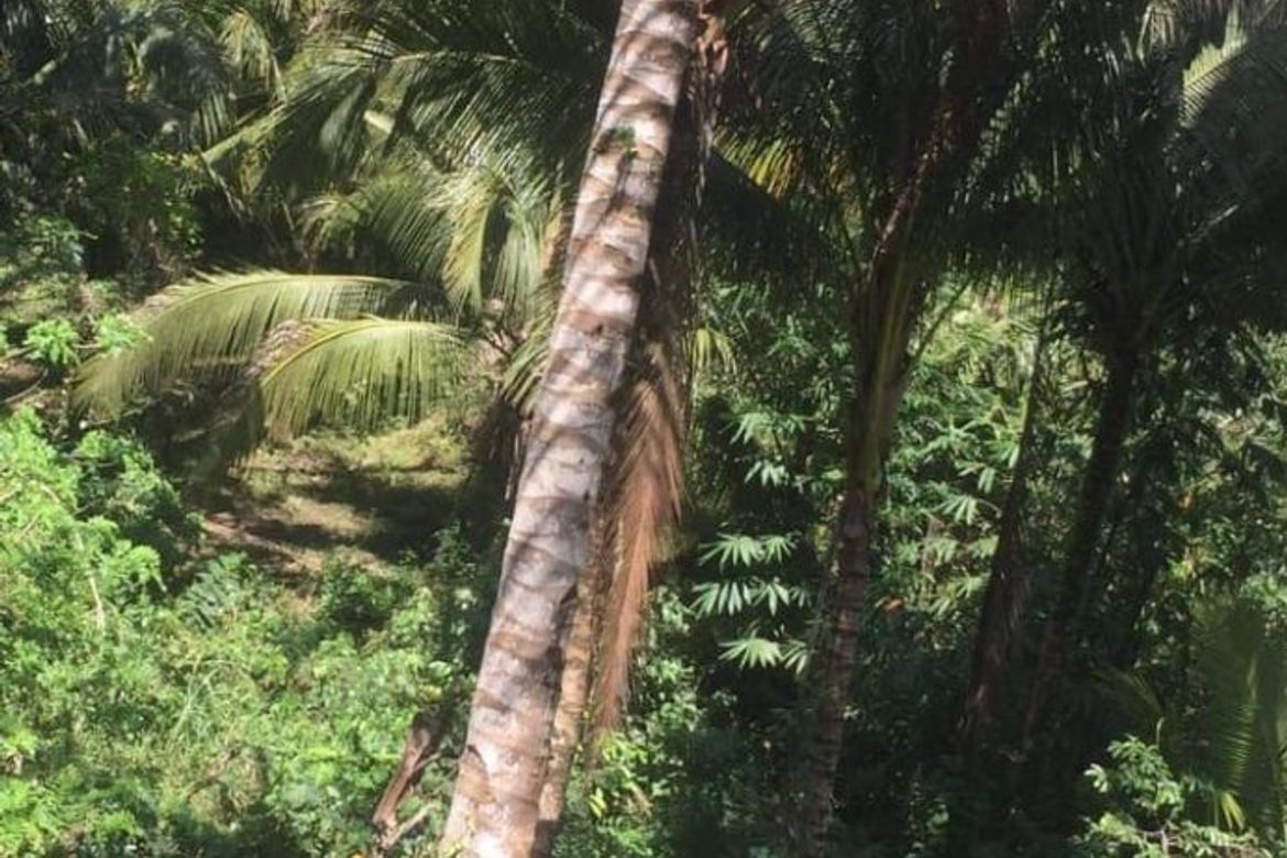 Land for Sale in Guimbangco-An, Sibonga, Cebu – photo 2