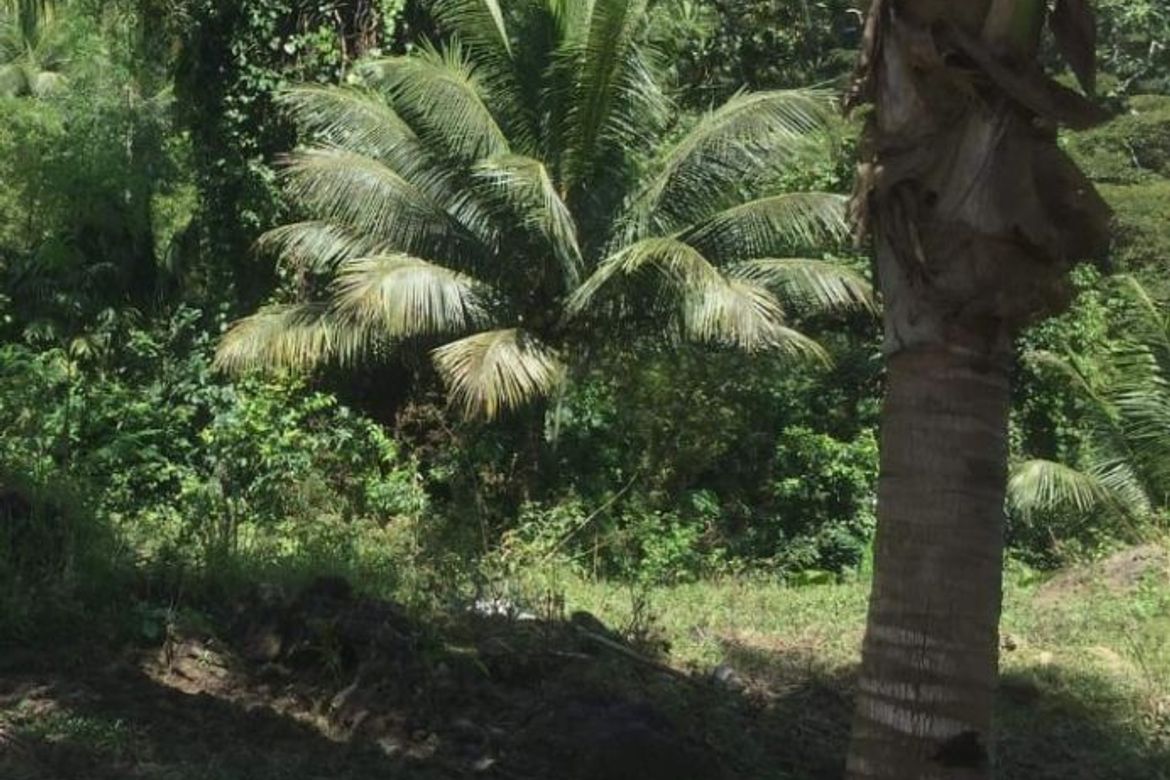Land for Sale in Guimbangco-An, Sibonga, Cebu – photo 7