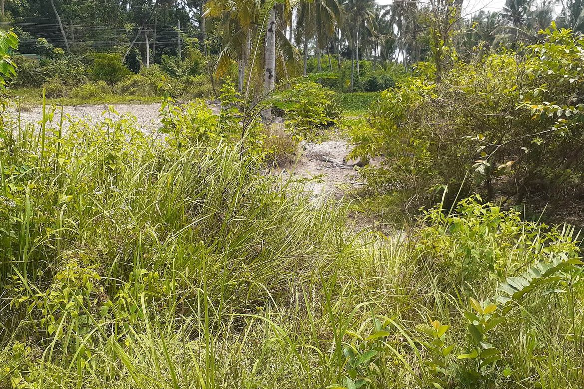 Land for Sale in Guimbangco-An, Sibonga, Cebu – photo 6