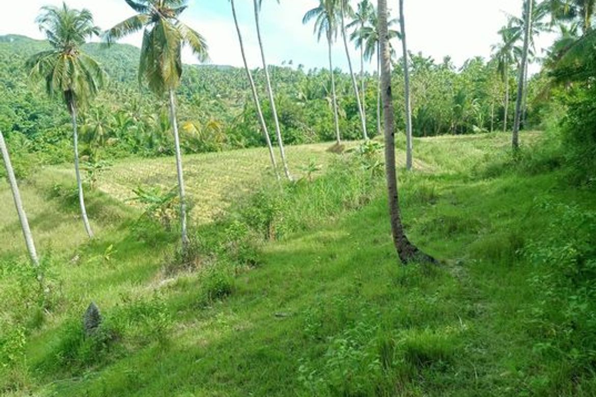Land for Sale in Guimbangco-An, Sibonga, Cebu – photo 2