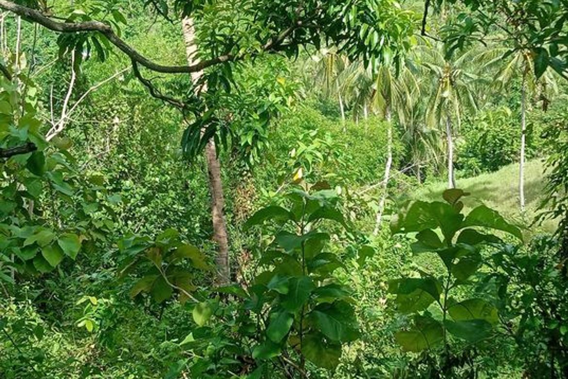 Land for Sale in Guimbangco-An, Sibonga, Cebu – photo 3