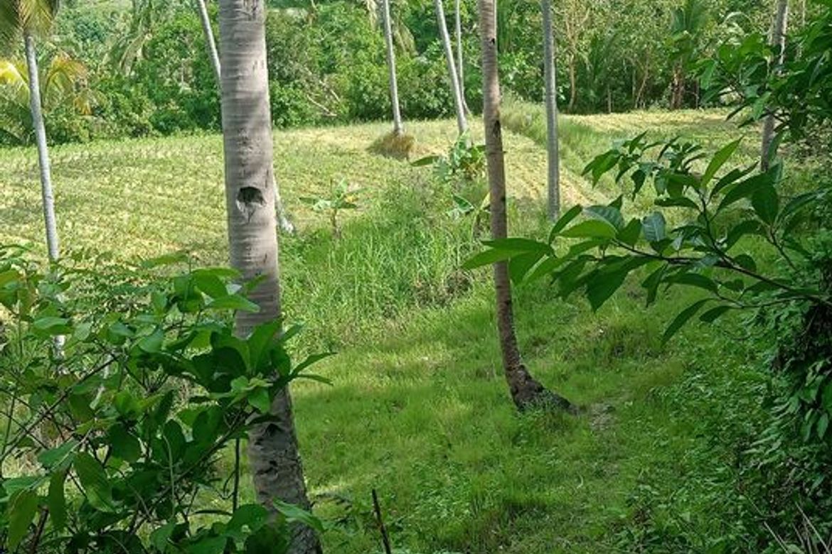 Land for Sale in Guimbangco-An, Sibonga, Cebu – photo 4