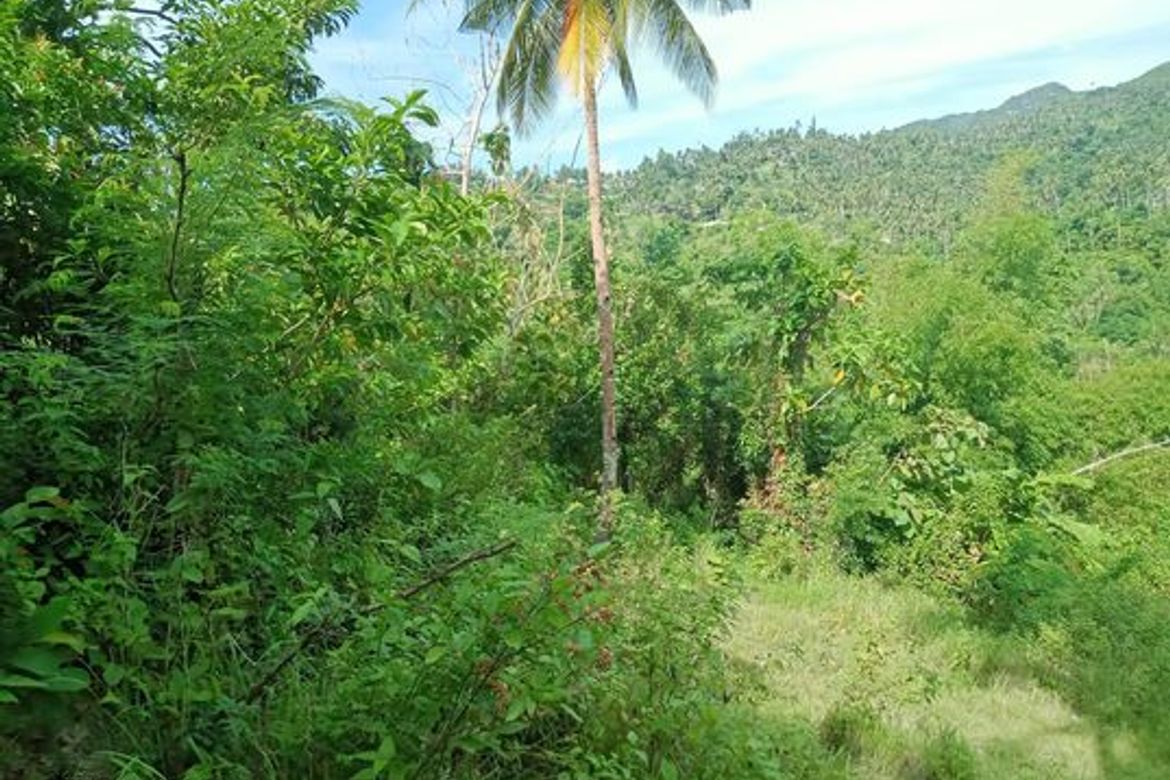 Land for Sale in Guimbangco-An, Sibonga, Cebu – photo 7