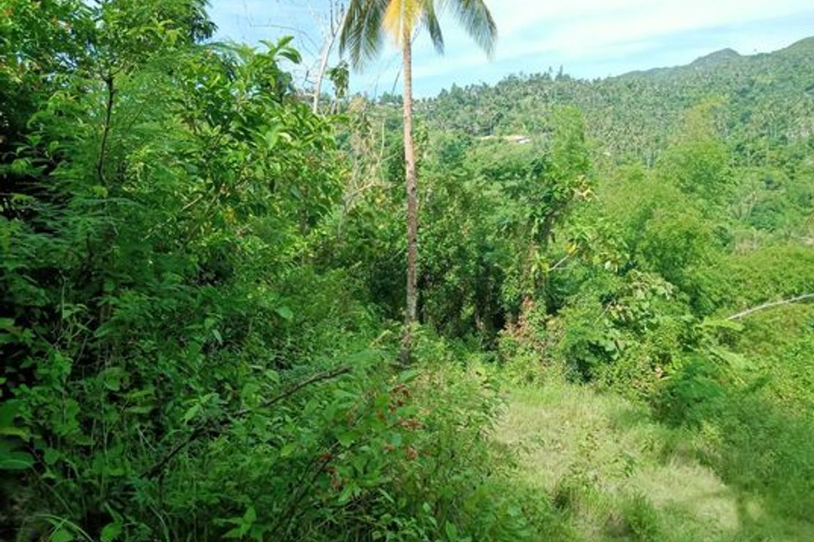 Land for Sale in Guimbangco-An, Sibonga, Cebu – photo 8