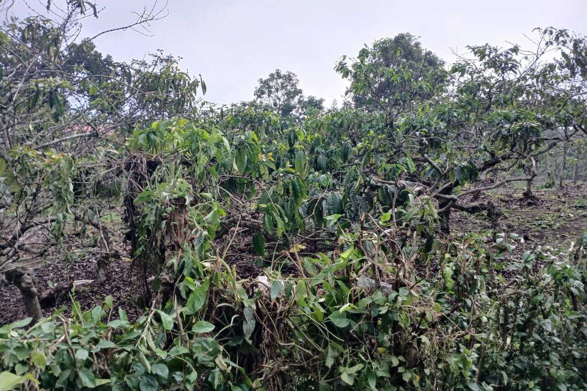 Land for Sale in Guinhawa North, Tagaytay, Cavite – photo 2