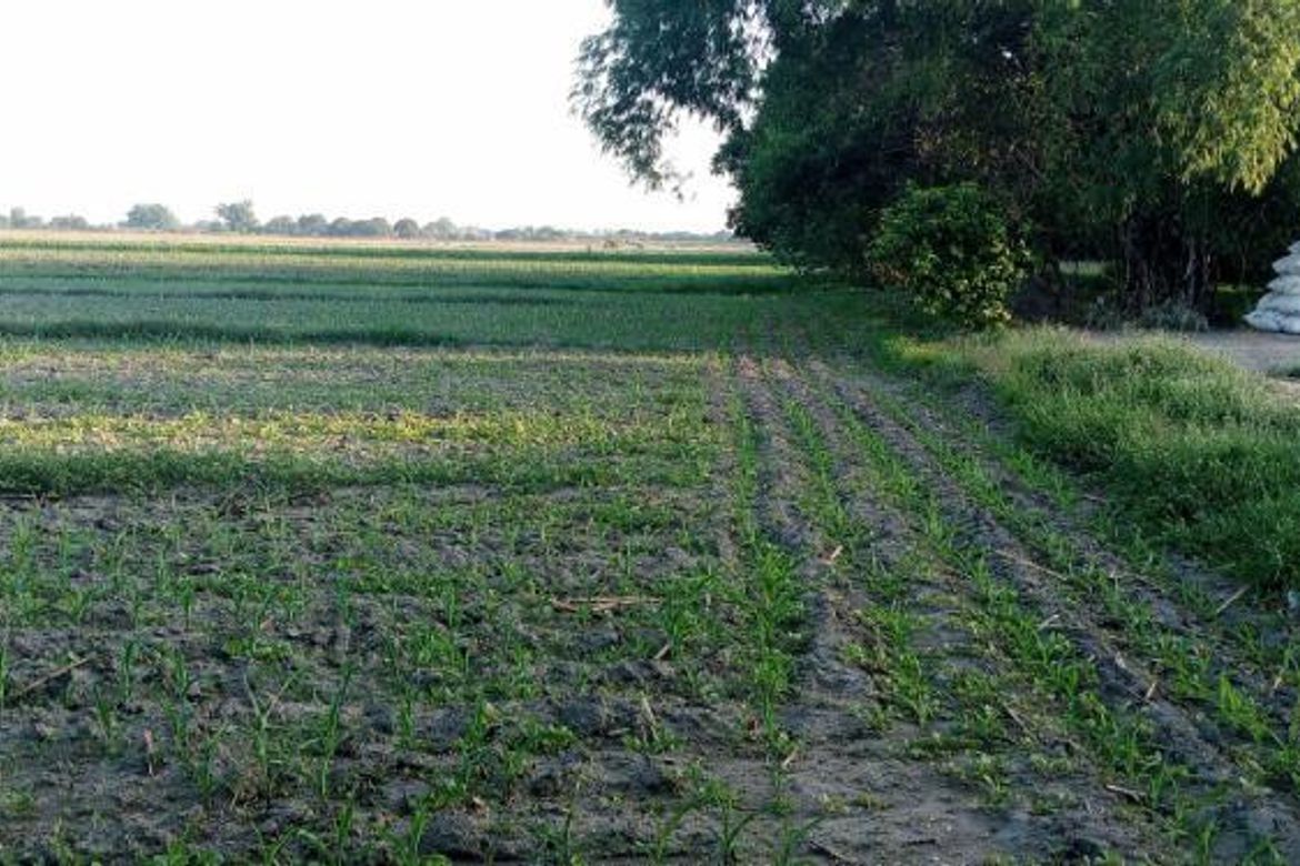 Land for Sale in Guiteb, Ramos, Tarlac – photo 5