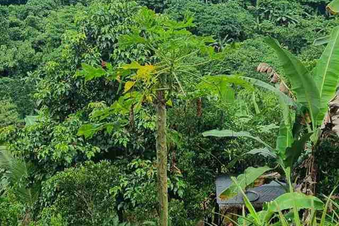 Land for Sale in Guitnang Bayan II, San Mateo, Rizal – photo 4