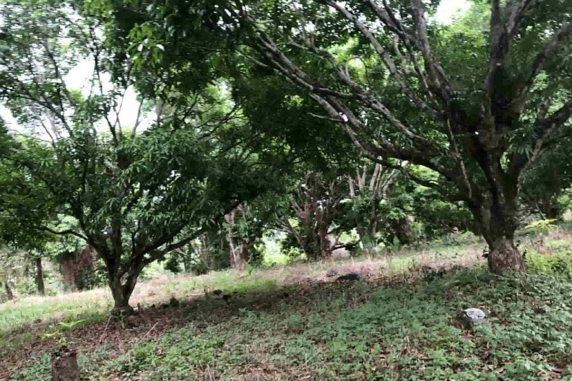 Land for Sale in Gusa, Cagayan de Oro, Misamis Oriental