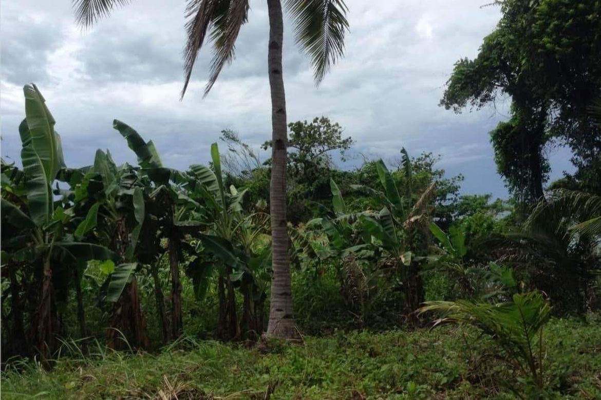 Land for Sale in Hinaguman, Ferrol, Romblon – photo 4