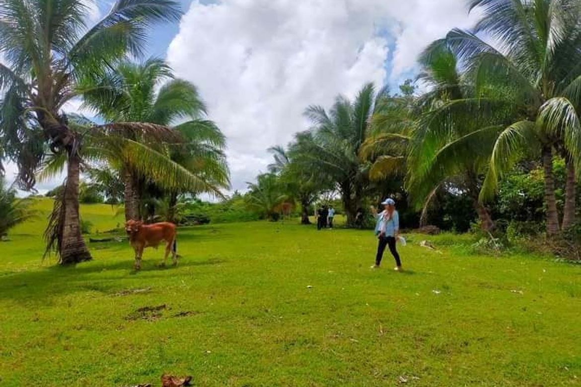 Land for Sale in Ilihan, Tabogon, Cebu – photo 4