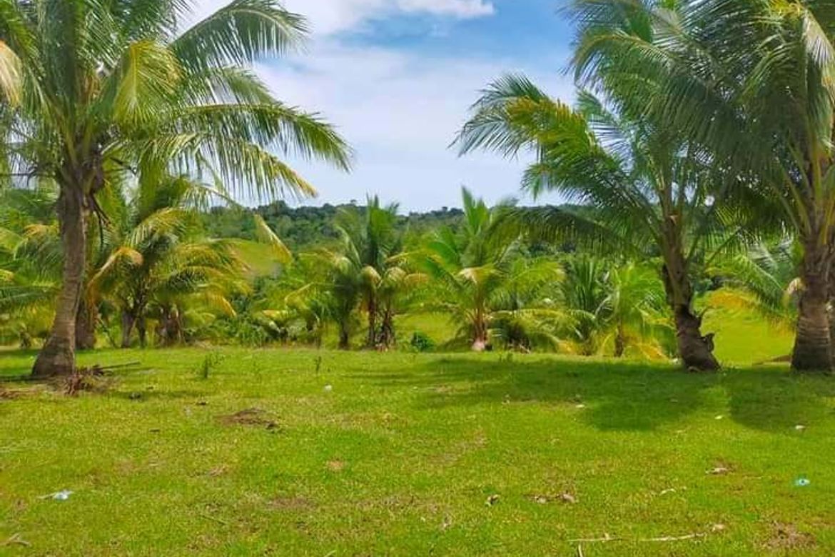 Land for Sale in Ilihan, Tabogon, Cebu – photo 5