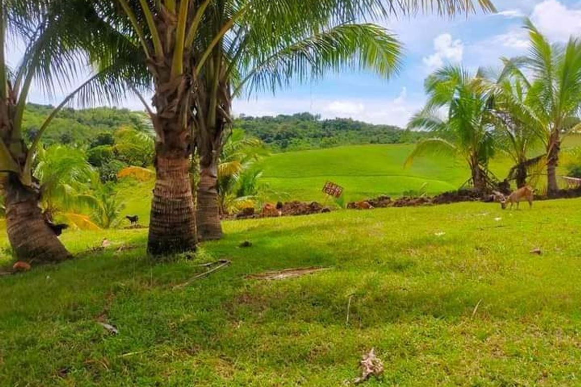 Land for Sale in Ilihan, Tabogon, Cebu – photo 6