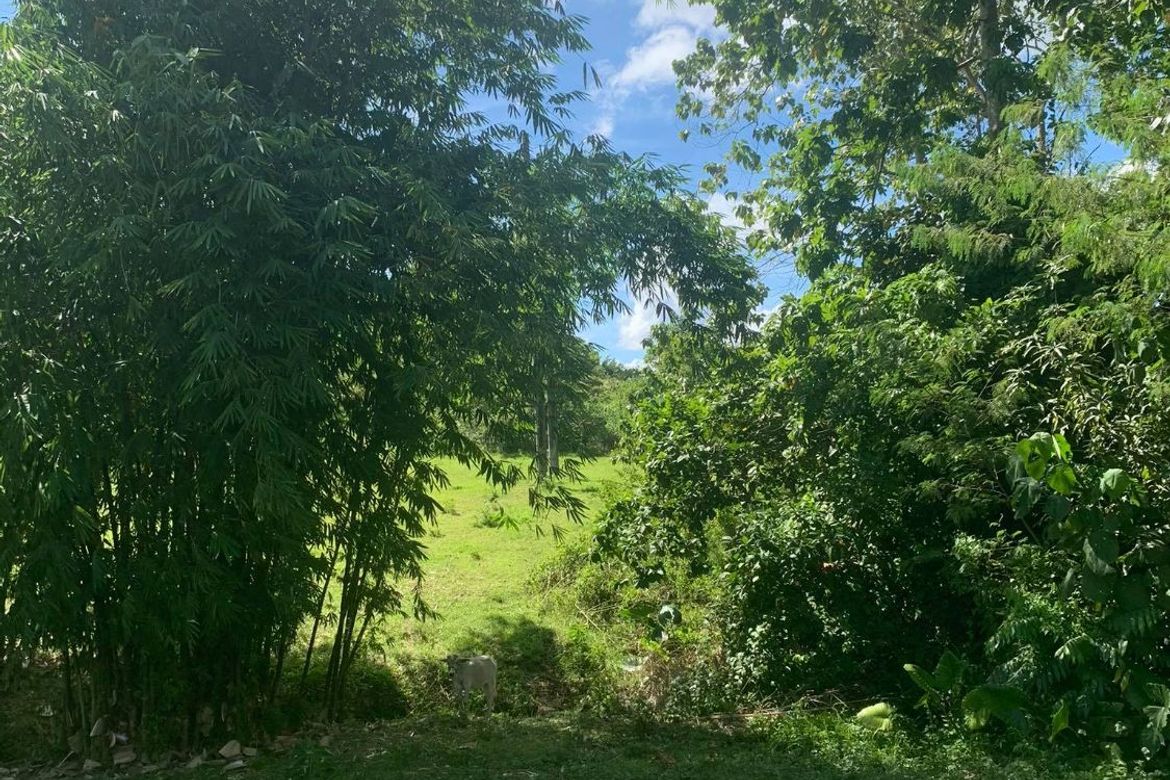 Land for Sale in Ilihan, Ubay, Bohol – photo 3