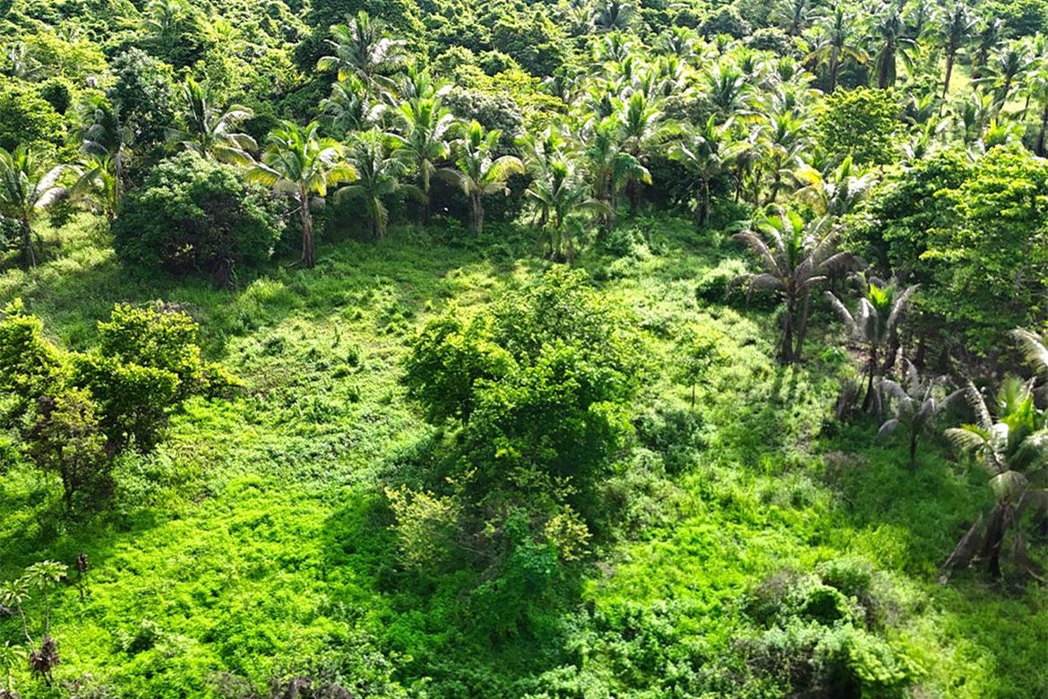 Land for Sale in Inagawan Sub-Colony, Puerto Princesa, Palawan – photo 4