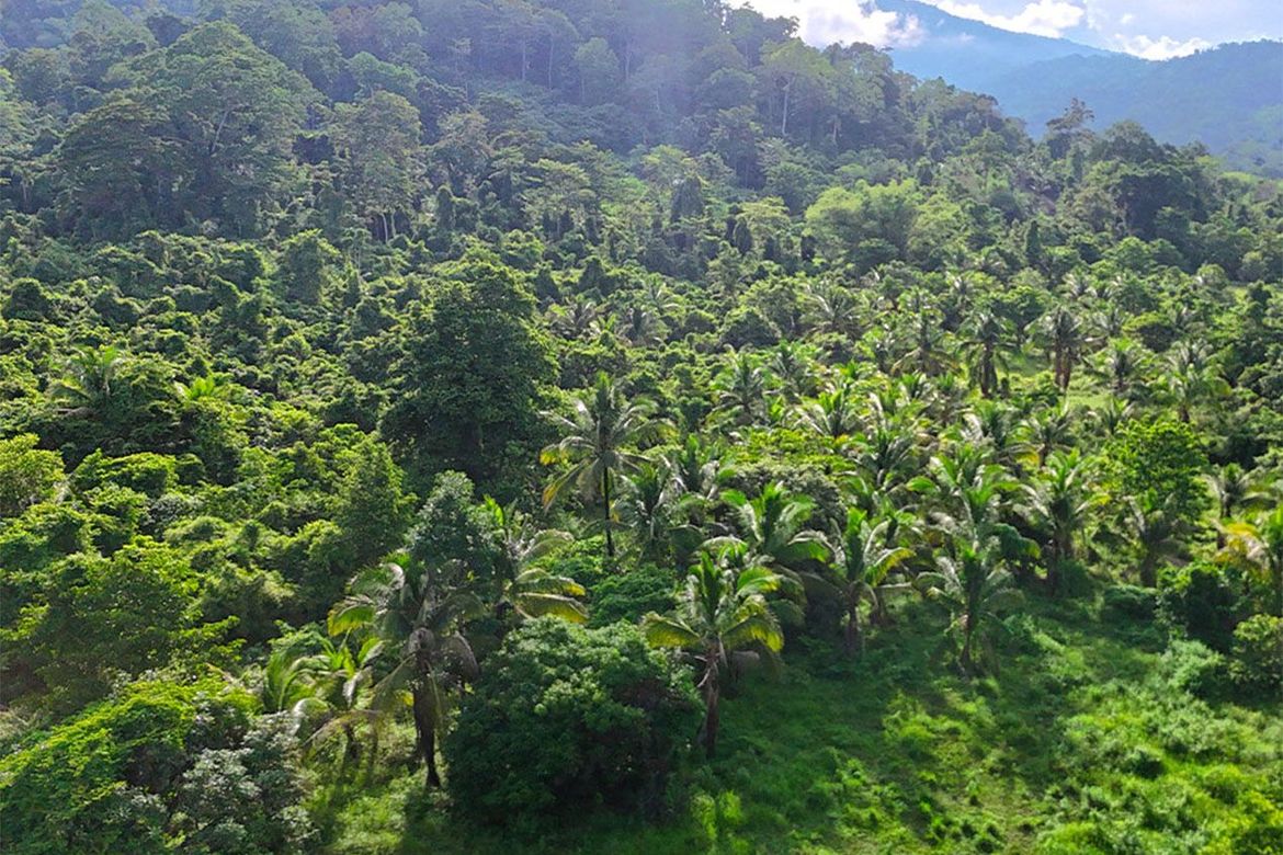 Land for Sale in Inagawan Sub-Colony, Puerto Princesa, Palawan – photo 7