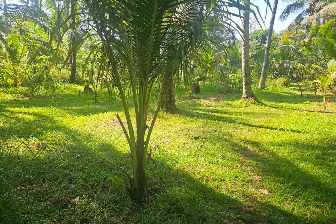 Land for Sale in Inawayan, Santa Cruz, Davao del Sur – photo 5