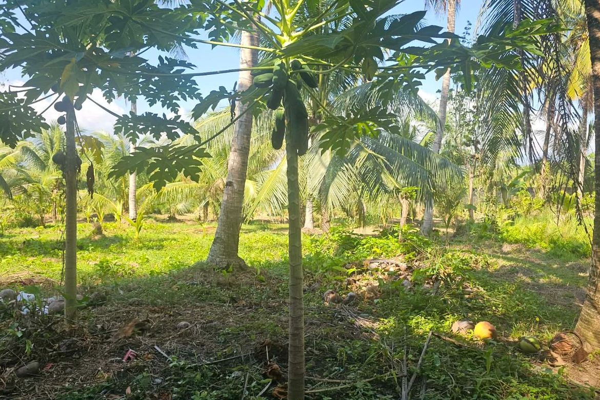 Land for Sale in Inawayan, Santa Cruz, Davao del Sur – photo 6